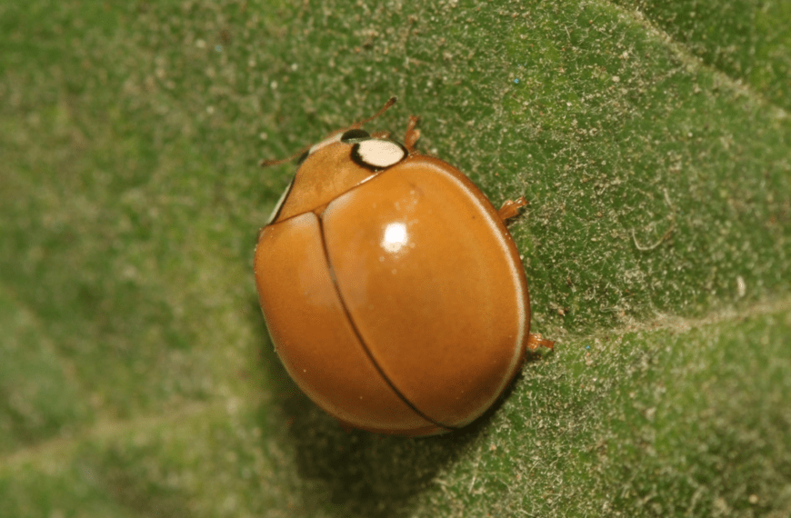 Ladybugs with No Spots: The Spiritual Meaning Explained